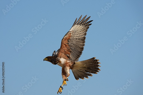 We train Harris falcons to fly in order to take photographs.