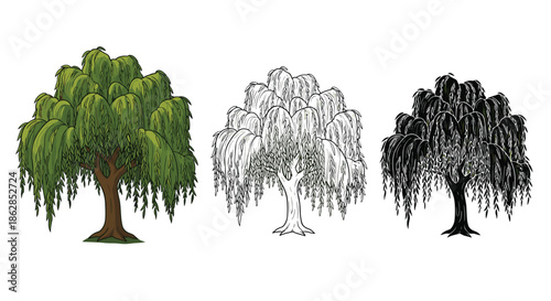 Collection of weeping willow tree illustrations, presented in vibrant color, detailed line art, and a striking black silhouette.