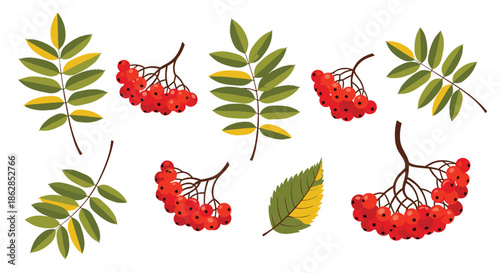 Vibrant autumn collection featuring green and yellow leaves alongside clusters of bright red rowan berries, ideal for fall themes.