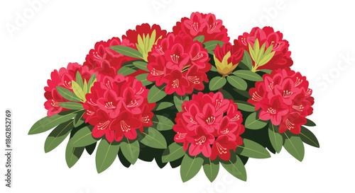 A vibrant illustration depicting a lush bush of red rhododendron flowers with green leaves and yellow buds, set against a clean white background.