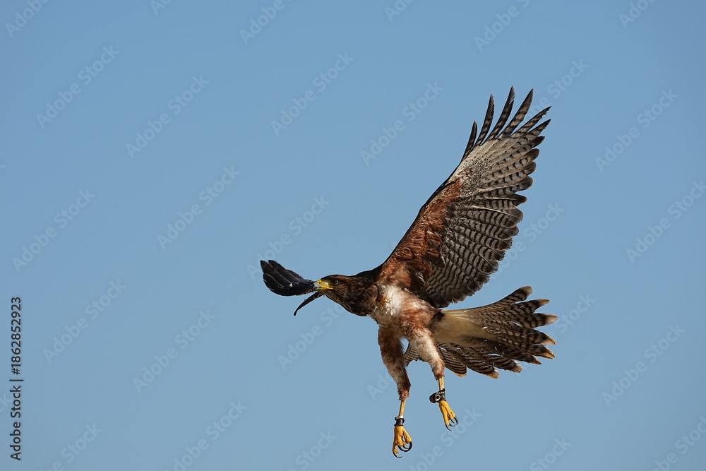 Obraz premium We train Harris falcons to fly in order to take photographs.