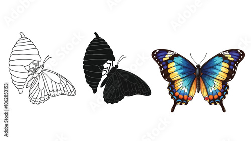 Butterfly life cycle stages chrysalis, dark silhouette and colorful blue and yellow butterfly illustration