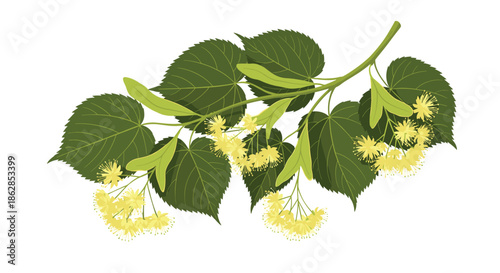 Fresh linden tree branch showcasing its characteristic green leaves, delicate yellow flowers, and light green bracts on a white background.