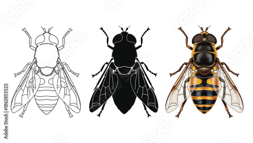 Set of three hoverfly illustrations outline drawing, silhouette and realistic color drawing