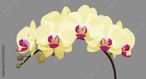 Graceful yellow orchid flowers with magenta and purple centers bloom on a curved stem, accompanied by buds, set against a solid grey background.
