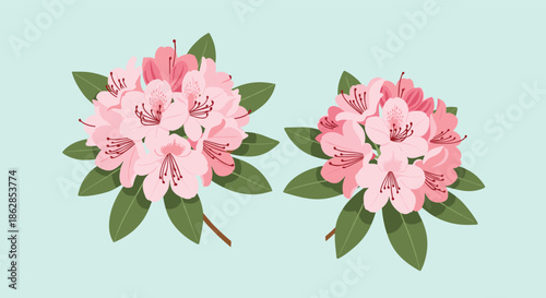 Two beautiful clusters of pink rhododendron flowers with lush green leaves, set against a serene light blue background, showcasing springtime elegance.