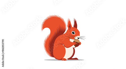 A cute red squirrel stands upright on a white background, holding and eating a small brown acorn with its paws.