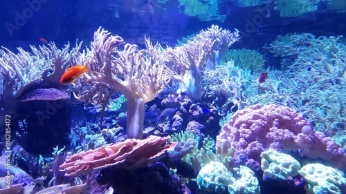 Saltwater Aquarium with Coral, Dubai