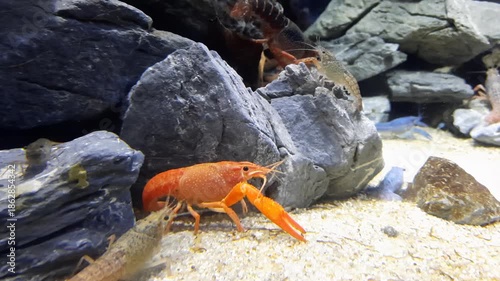 Saltwater Aquarium with different Lobsters, Dubai