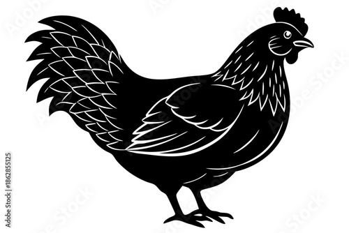 rooster isolated on white background