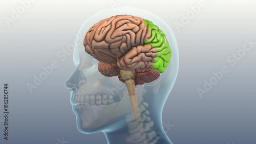 Occipital Lobe Disorder Leading to light sensitivity and Blurred Vision