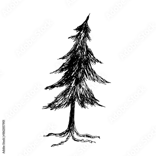 Black silhouette of a spruce tree drawn by hand with a pen.