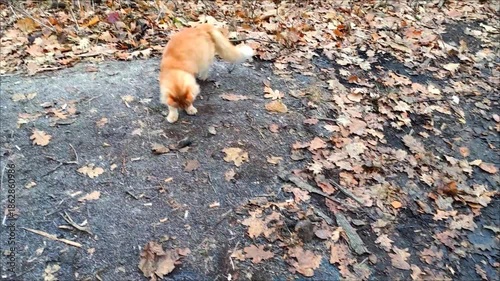 Our beautiful, fluffy ginger cat is a true predator. In our military camp, he catches mice and eats them like candy. The cruelty of life in nature.
