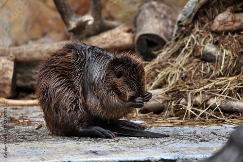 陸に上がり毛繕いをするアメリカビーバー