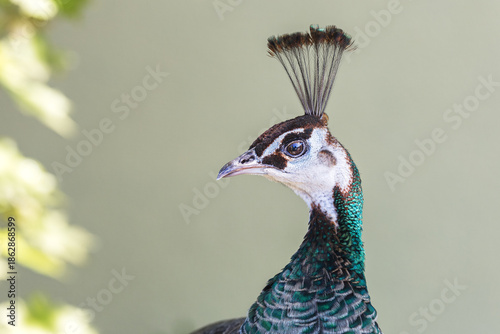 Portrait von einem Pfau