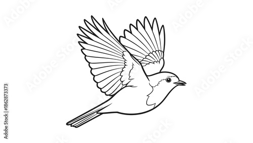 Bird in flight with spread wings