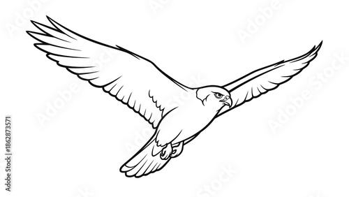 Bird in flight with outstretched wings