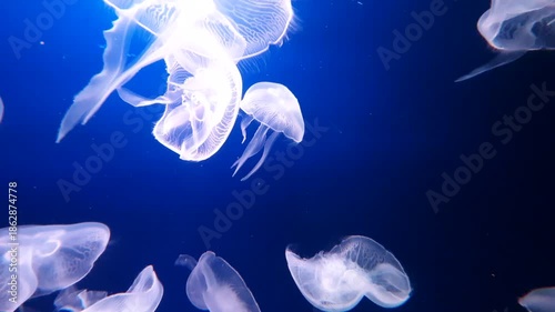 Saltwater Aquarium with Jellyfish, Dubai