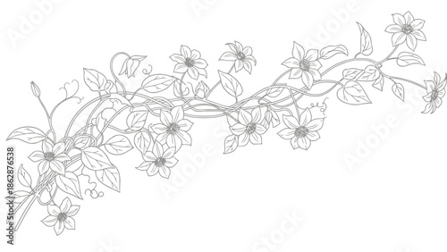Delicate line drawing of flowering vine