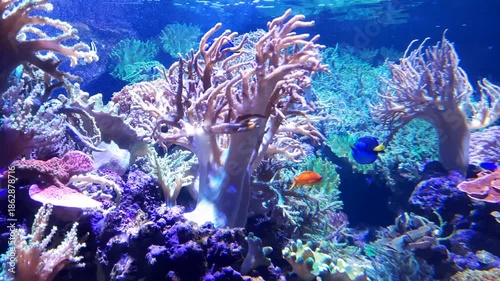 Saltwater Aquarium with Coral, Dubai