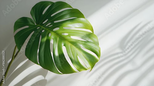 Green Monstera Plant Leaf with Shadow on White Wall Video.