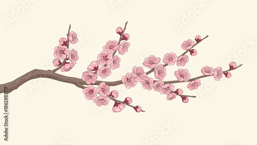 Delicate Pink Cherry Blossom Branch Blooming Illustration