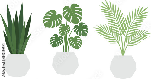 Minimalist indoor houseplants illustration set with monstera palm and snake plant in modern geometric pots isolated