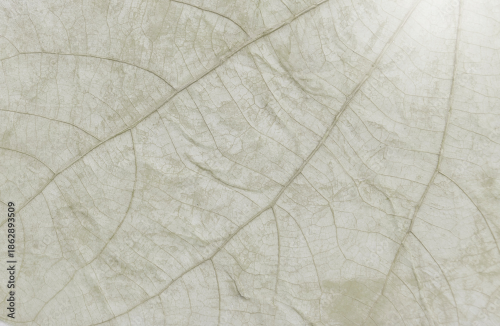 Obraz premium Closeup natural leaf texture background, leaf pattern background