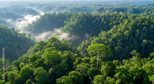 Lush, dense tropical canopy stretches across rolling hills veiled in morning mist from an elevated perspective.