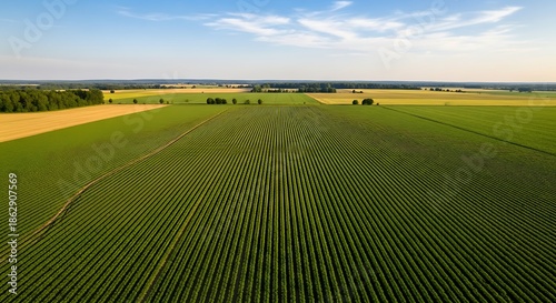 Aerial View of Lush Green Crop Field in Summer.