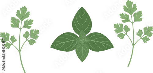 Fresh Green Culinary Herbs Illustration Featuring Flat Leaf Parsley Sprigs and Basil Leaves Isolated on White Background for Cooking Design