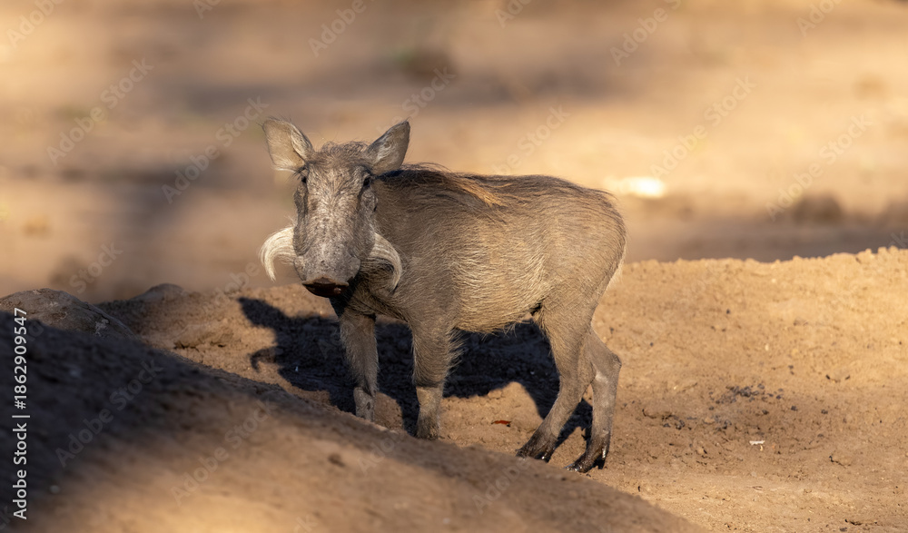Fototapeta premium Warthog, Phacochoerus