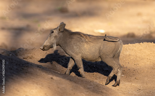 Canvas Print Warthog, Phacochoerus