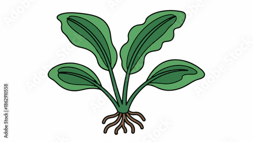 A simple green plant with prominent roots and broad, veined leaves