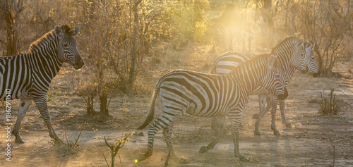 Zebra in Africa, Zambia & South Africa