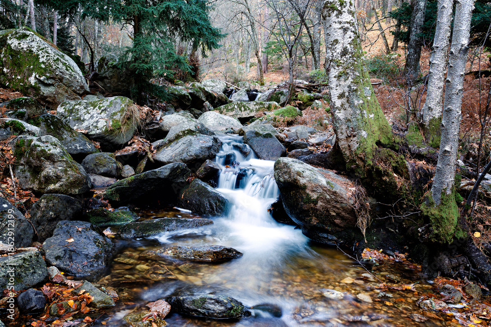 Obraz premium Arroyo en el abedular