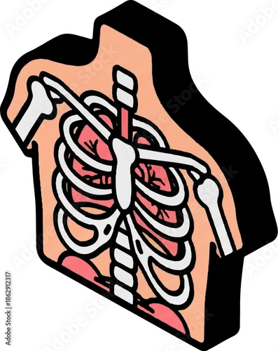 A simplified, isometric illustration of a human torso, revealing ribs, lungs, and internal organs
