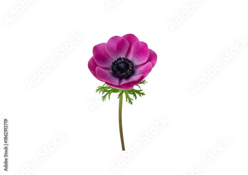 PNG image of Trees, Flowers and Bouqets,  high quality  Photo - image (Nature, Plants) For Graphic Design.. 