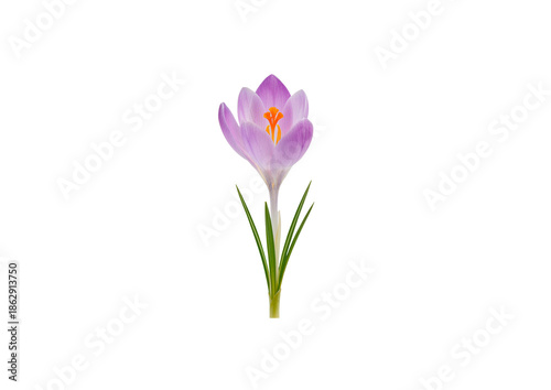 PNG image of Trees, Flowers and Bouqets,  high quality  Photo - image (Nature, Plants) For Graphic Design.. 
