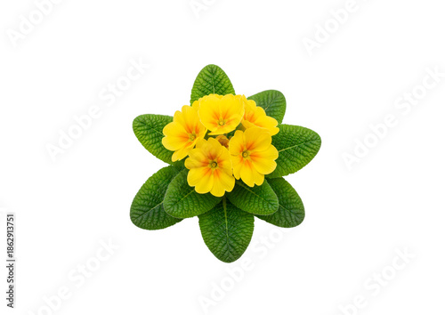 PNG image of Trees, Flowers and Bouqets,  high quality  Photo - image (Nature, Plants) For Graphic Design.. 