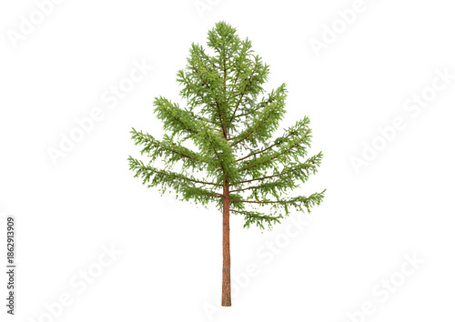 pine tree isolated on white