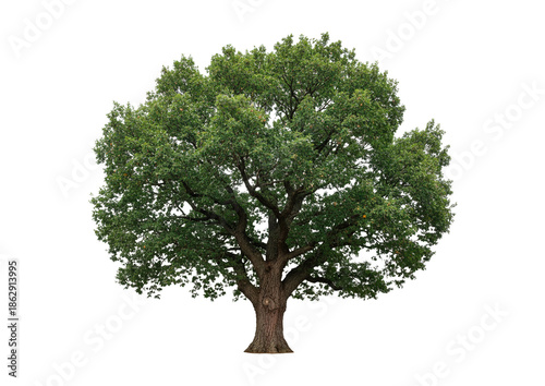 tree isolated on white background