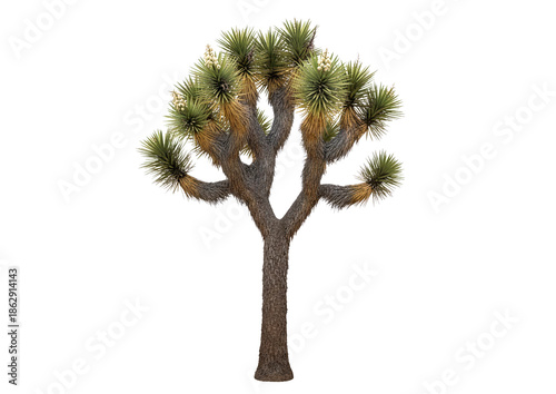 tree isolated on white