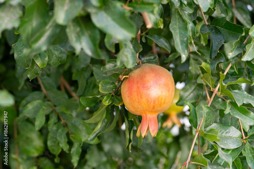 Obraz na plátně Ripe Pomegranates on Tree Branch