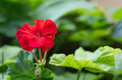 Bright Red Geranium Flower in Bloom