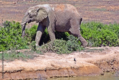 a big ADDO Elephant Bull after a mud bath
