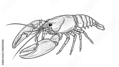 Detailed black and white line drawing of a large lobster or crayfish with long antennae and powerful claws on white background.