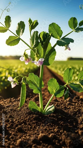 Farm Field Growth Young Pea Plant Blooming Flowers Sunset Sunlight