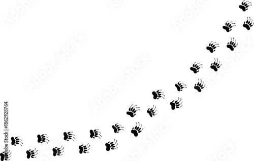 Black footprints paws of foxes, bear, grizzly claw on a white background, Vector Seamless Raccoon or Badger, meerkat, tiger, bear,