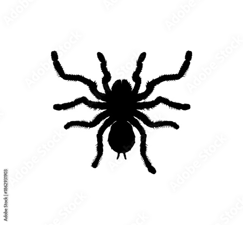 Black Silhouette of a Hairy Tarantula Spider Arachnid in a Top View on an Isolated White Background